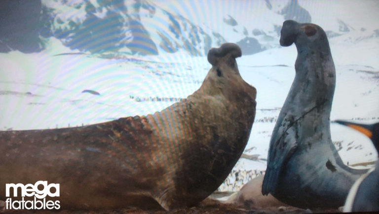 Giant Inflatable Seal, inflatable animal